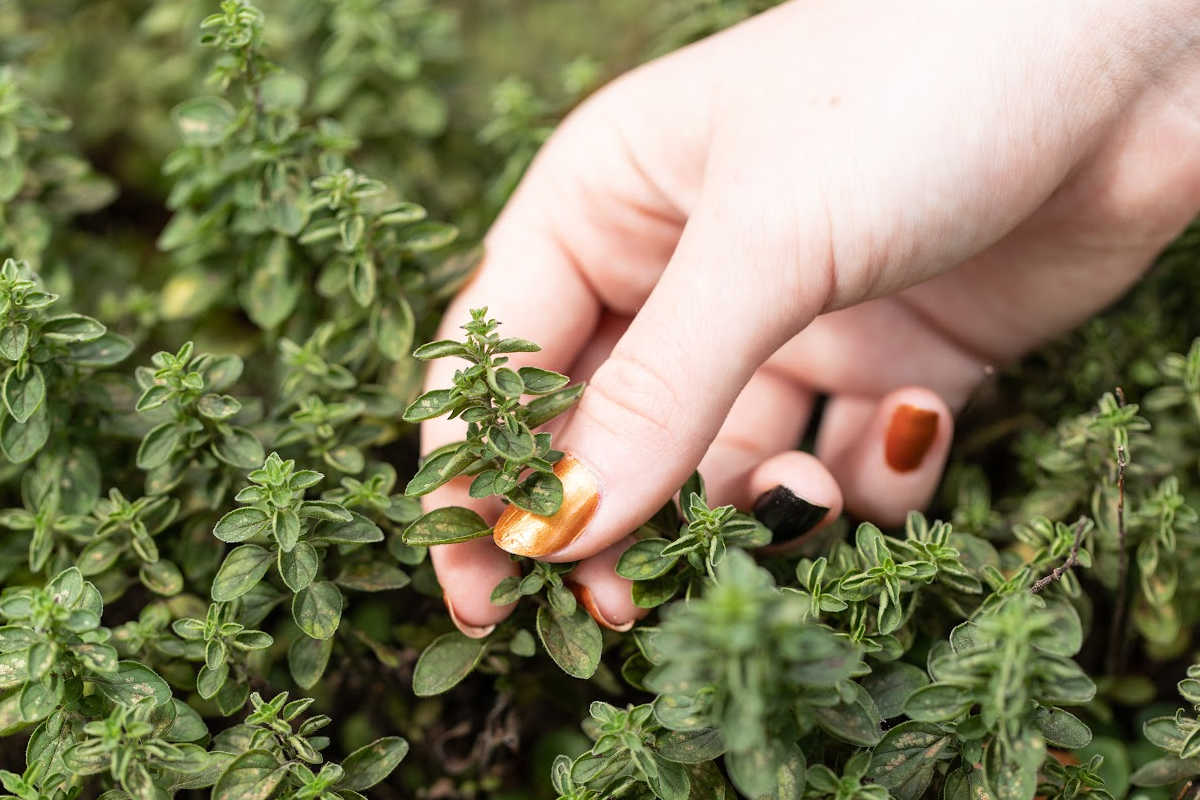 woman picking oregano.